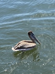 Pelecanus occidentalis