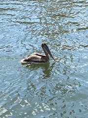 Pelecanus occidentalis
