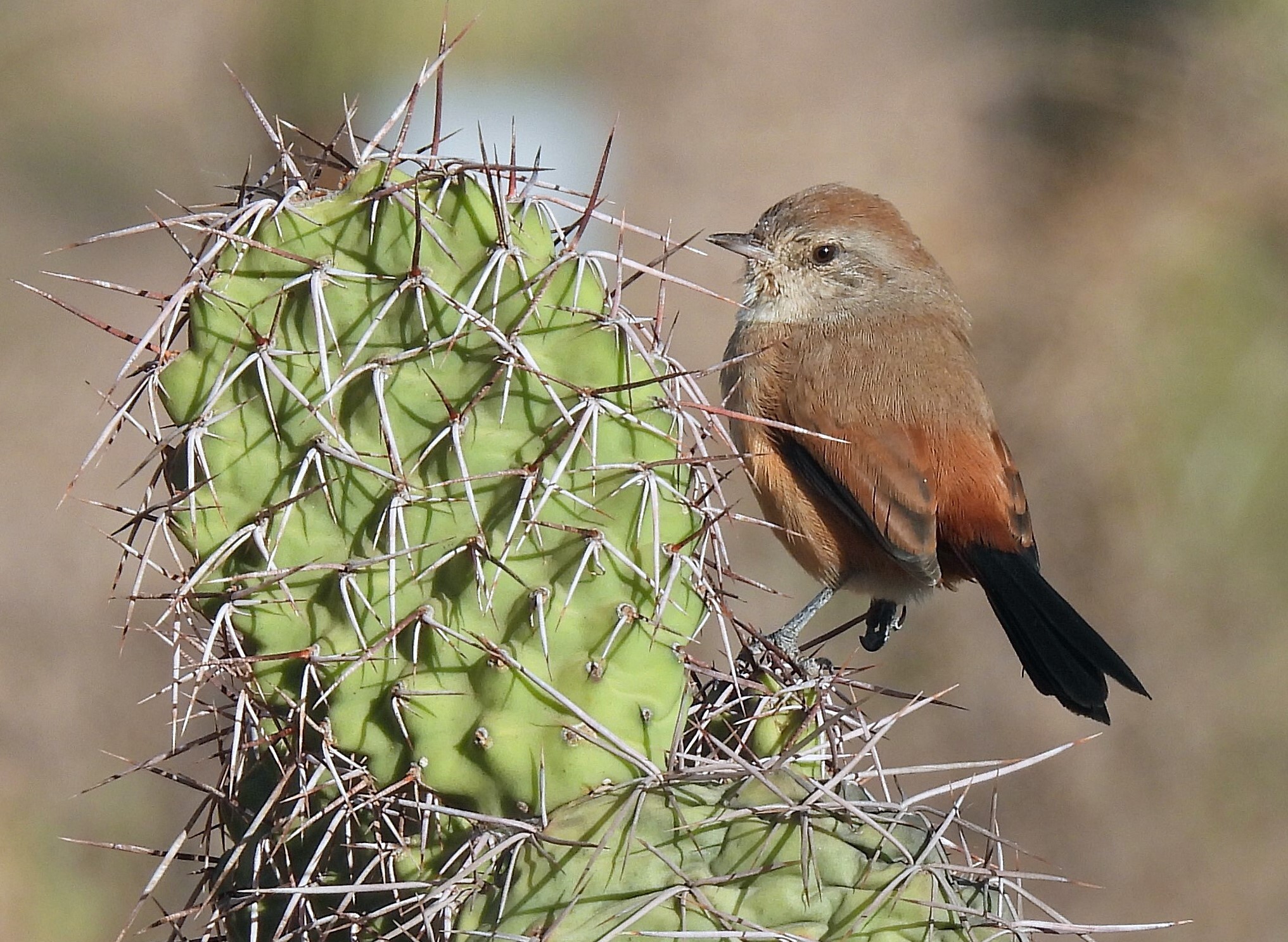 Rusty-vented Canastero (Asthenes dorbignyi), photo 1