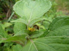 Bombyliidae