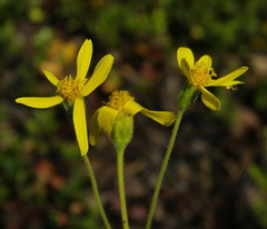 Arnica angustifolia