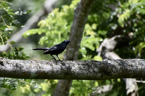 Cuban Blackbird
