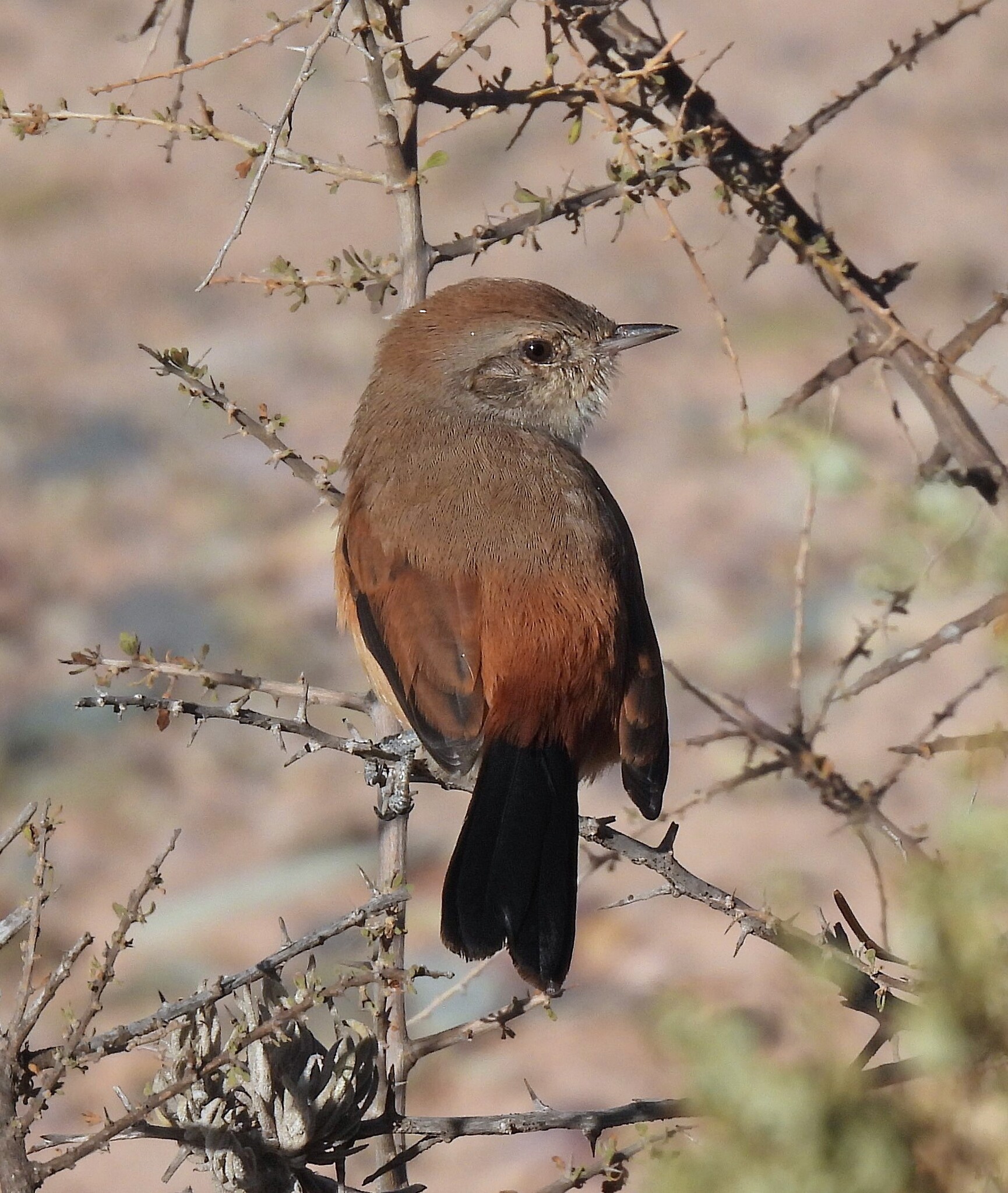 Rusty-vented Canastero (Asthenes dorbignyi), photo 2