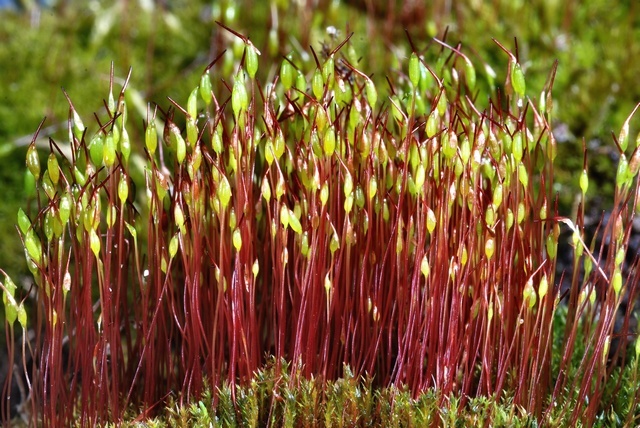 Ditrichaceae