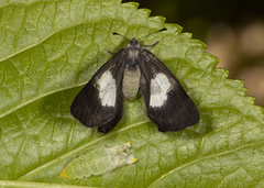 Corrachia leucoplaga