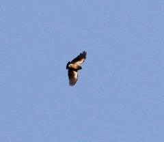 Swallow-Winged Puffbird photo 3