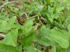 Bombyliidae