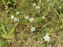 Nigella arvensis