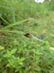 Bombyliidae