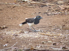 Cyanocorax cyanopogon