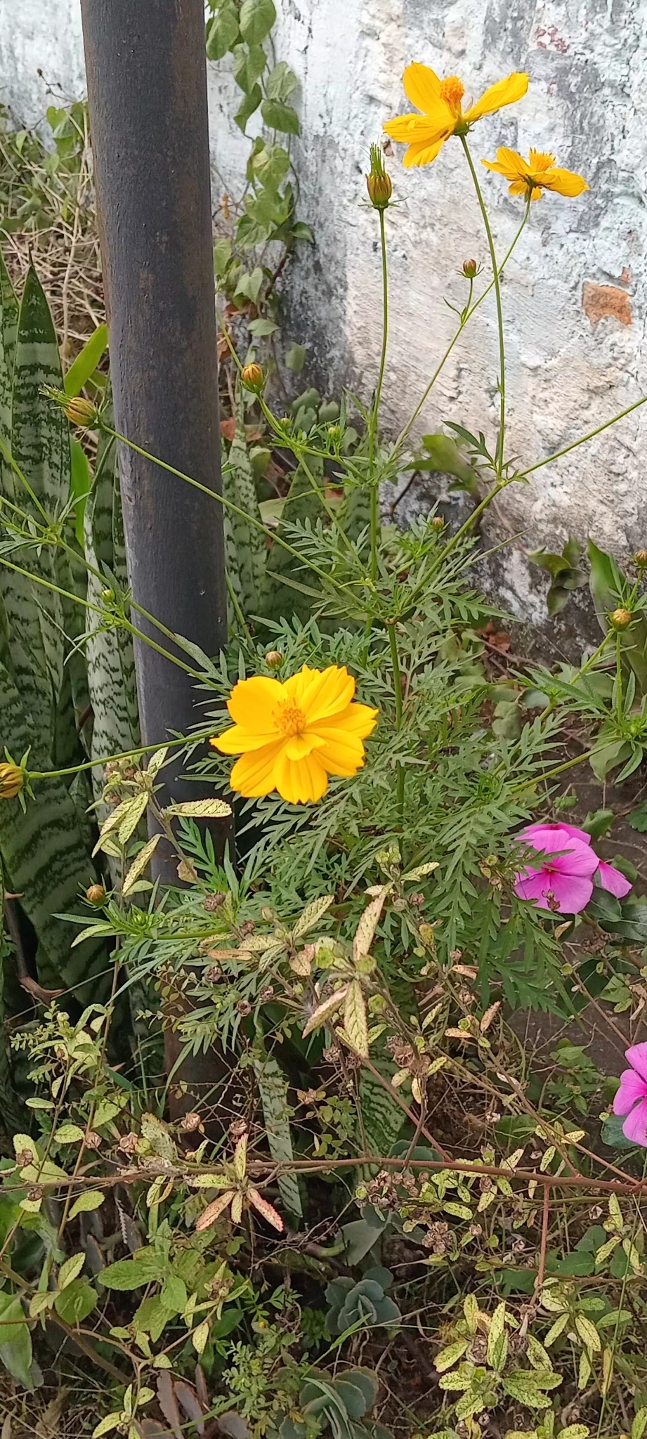Cosmos sulphureus