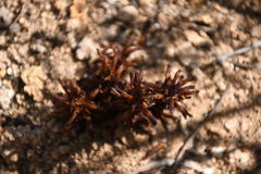Aphyllon cooperi palmeri
