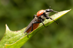 Bibio hortulanus