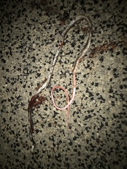 Masticophis taeniatus girardi