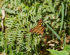 Heteronympha banksii