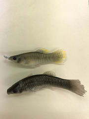 Poecilia mexicana