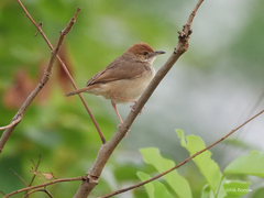 Cisticola guinea
