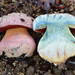 Boletus eastwoodiae - Photo (c) dloarie, some rights reserved (CC BY), uploaded by dloarie