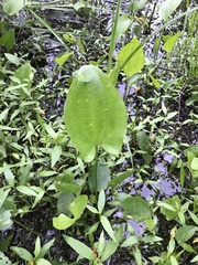 Echinodorus cordifolius