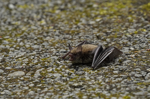 Mouse-eared Bats photographed in Ohio