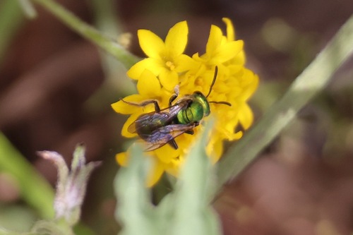 Peridot Sweat Bee (Augochlorella pomoniella), a species recorded in California