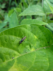 Diptera