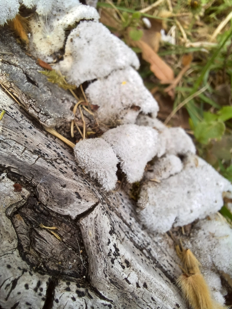 Schizophyllum commune · April 2026 · photo: © karoliiine (iNaturalist, cc0)