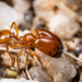 Pheidole spadonia - Photo (c) D. L. Quinn, some rights reserved (CC BY-NC), uploaded by D. L. Quinn