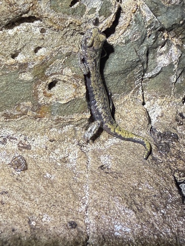 Shasta Salamander, Hydromantes shastae