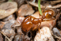 Pheidole spadonia