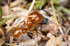Pheidole spadonia