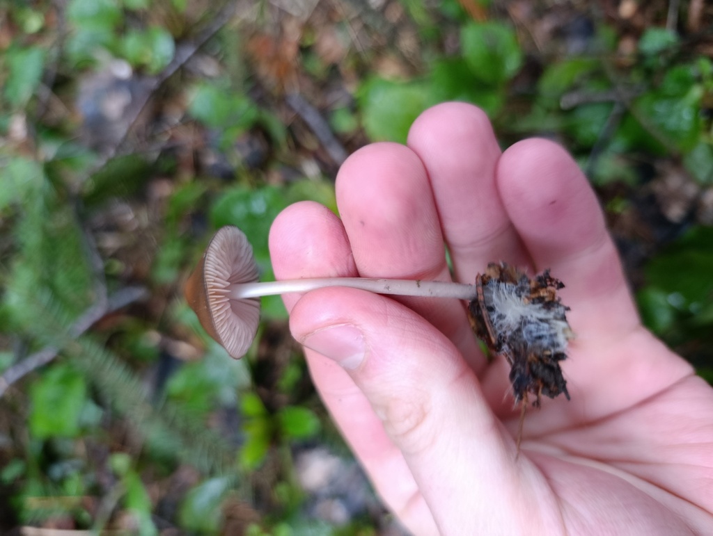 Mycena plumipes