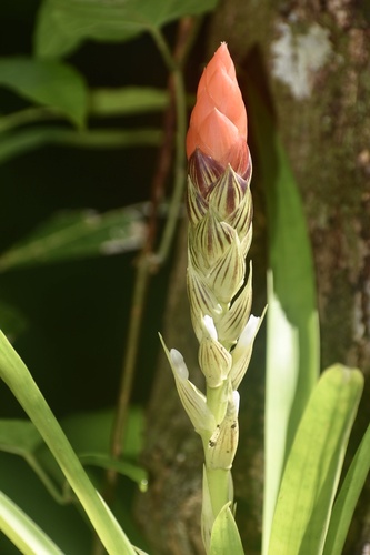 West Indian tufted airplant