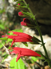 Salvia roemeriana