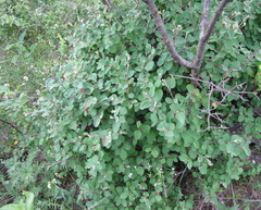 Cotoneaster alaunicus