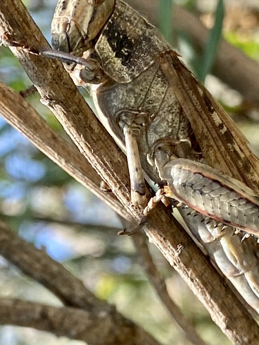 iNaturalist observation photo of Gray Bird Grasshopper