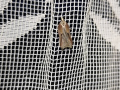 Acleris cristana
