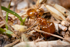 Pheidole spadonia