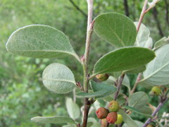 Cotoneaster alaunicus