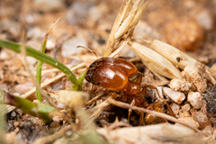 Pheidole spadonia