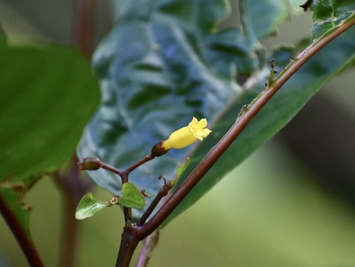 Hamelia axillaris