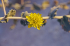 Mentzelia leucophylla