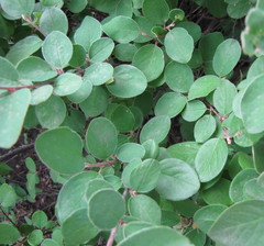 Cotoneaster alaunicus