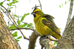 Gubernatrix cristata