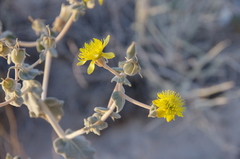 Mentzelia leucophylla