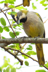 Gubernatrix cristata