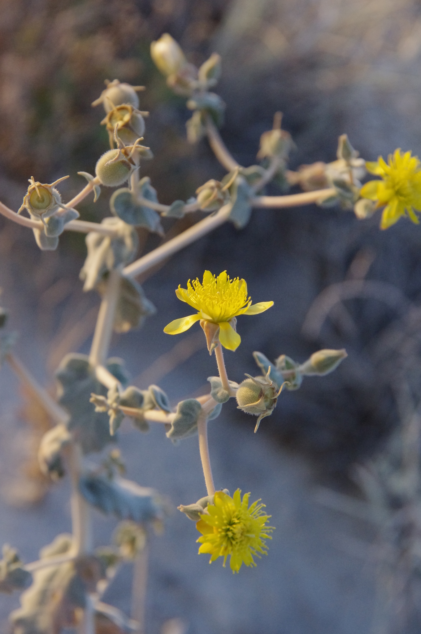 Mentzelia leucophylla