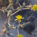 Ash Meadows Blazing Star - Photo (c) Janel Johnson, some rights reserved (CC BY-NC), uploaded by Janel Johnson