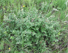 Cotoneaster alaunicus