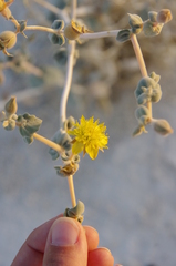 Mentzelia leucophylla